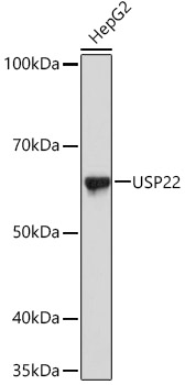 USP22 Rabbit monoclonal antibody