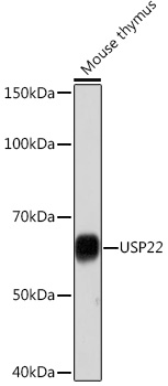 USP22 Rabbit monoclonal antibody
