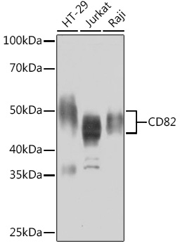 CD82 Rabbit monoclonal antibody