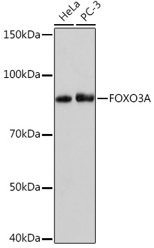 FOXO3A Rabbit monoclonal antibody