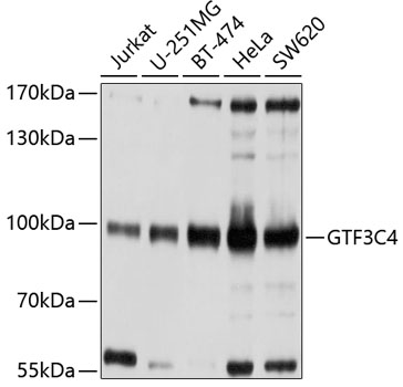 GTF3C4 Rabbit polyclonal antibody