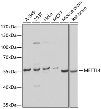 METTL4 Rabbit polyclonal antibody