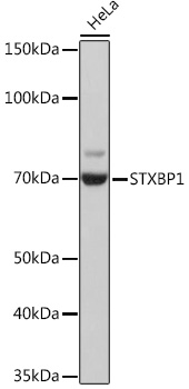 STXBP1 Rabbit monoclonal antibody