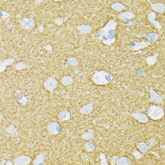 STXBP1 Rabbit monoclonal antibody