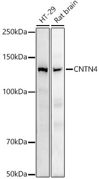 CNTN4 Rabbit monoclonal antibody