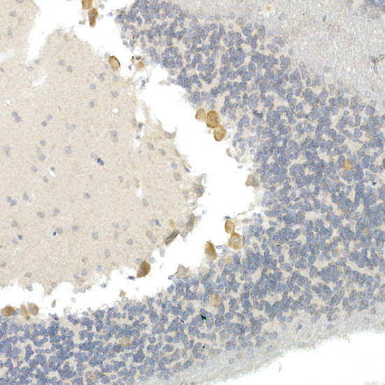 CNTN4 Rabbit monoclonal antibody