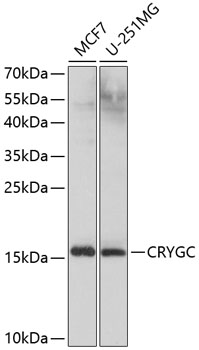 CRYGC Rabbit polyclonal antibody