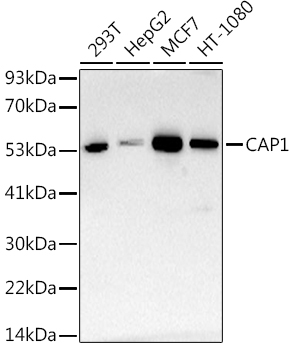 CAP1 Rabbit monoclonal antibody
