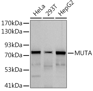 MUTA Rabbit monoclonal antibody
