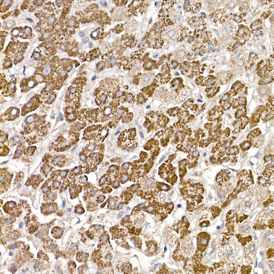 MUTA Rabbit monoclonal antibody