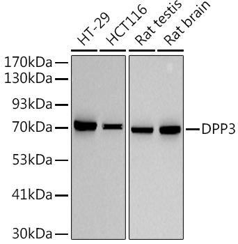 DPP3 Rabbit monoclonal antibody