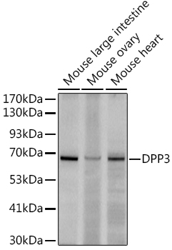 DPP3 Rabbit monoclonal antibody