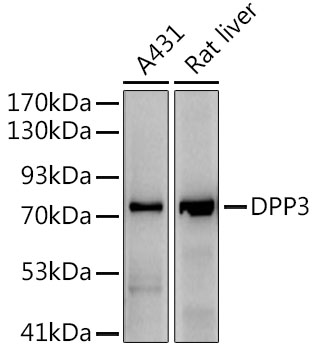 DPP3 Rabbit monoclonal antibody