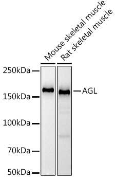 AGL Rabbit monoclonal antibody