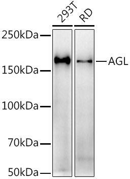 AGL Rabbit monoclonal antibody