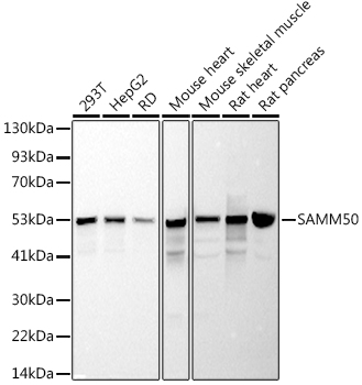 SAMM50 Rabbit monoclonal antibody