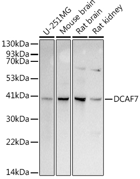 DCAF7 Rabbit monoclonal antibody