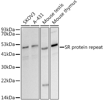 SR protein repeat Rabbit monoclonal antibody