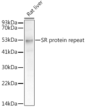 SR protein repeat Rabbit monoclonal antibody