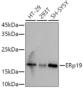 ERp19 Rabbit monoclonal antibody