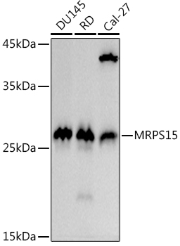 MRPS15 Rabbit monoclonal antibody