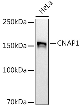 CNAP1 Rabbit monoclonal antibody