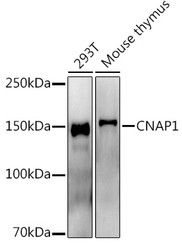 CNAP1 Rabbit monoclonal antibody
