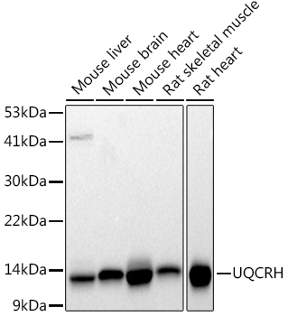 UQCRH Rabbit monoclonal antibody