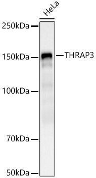 THRAP3 Rabbit polyclonal antibody