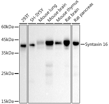 Syntaxin 16 Rabbit monoclonal antibody