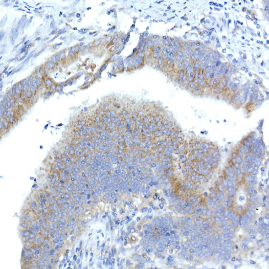 Syntaxin 16 Rabbit monoclonal antibody