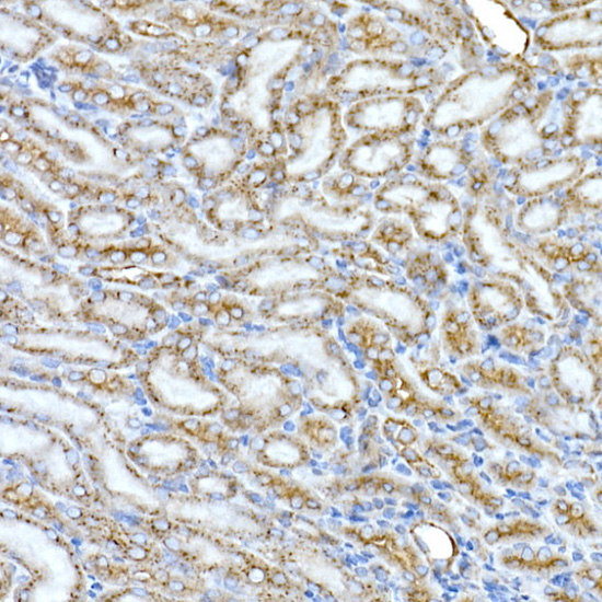 Syntaxin 16 Rabbit monoclonal antibody