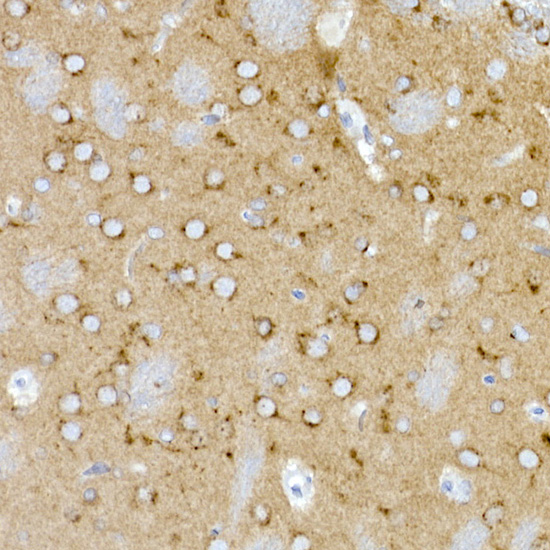 Syntaxin 16 Rabbit monoclonal antibody