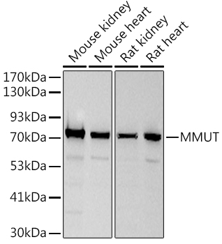 MMUT Rabbit monoclonal antibody