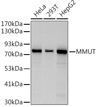 MMUT Rabbit monoclonal antibody