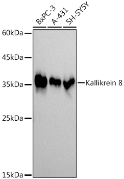 Kallikrein 8 Rabbit monoclonal antibody