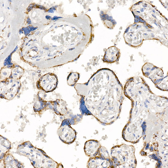 Kallikrein 8 Rabbit monoclonal antibody