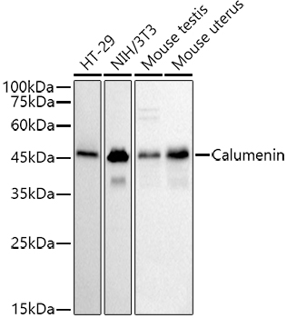 Calumenin Rabbit monoclonal antibody