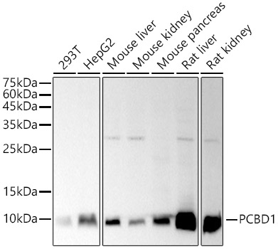 PCBD1 Rabbit monoclonal antibody