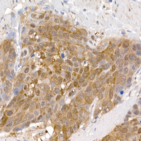 PCBD1 Rabbit monoclonal antibody