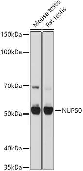NUP50 Rabbit polyclonal antibody