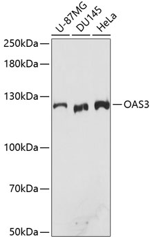 OAS3 Rabbit polyclonal antibody
