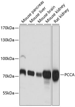 PCCA Rabbit polyclonal antibody
