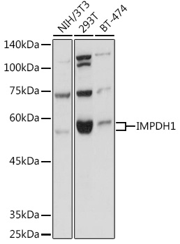 IMPDH1 Rabbit polyclonal antibody