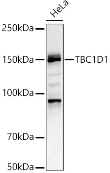 TBC1D1 Rabbit polyclonal antibody