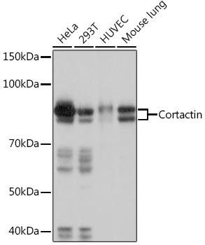 Cortactin Rabbit monoclonal antibody