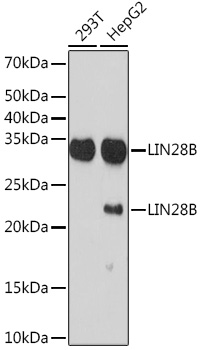 LIN28B Rabbit monoclonal antibody