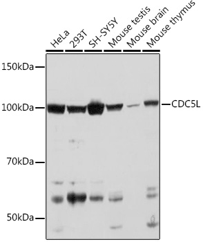 CDC5L Rabbit monoclonal antibody
