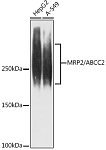 Western blot - MRP2/ABCC2 Rabbit mAb (A9528)