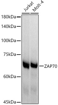 ZAP70 Rabbit monoclonal antibody